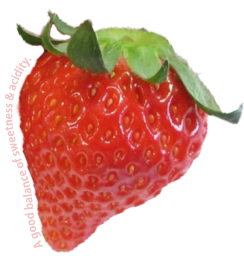 ベリーポップはるひ